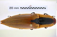 Foto (Dorsalansicht) von Semiotus cuspidatus cuspidatus (Chevrolat, 1833) (NHMW-ZOO-COL-0008231)